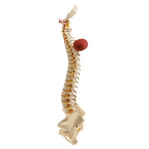 Back Balls - BakPhysio BakBalls - Image 2